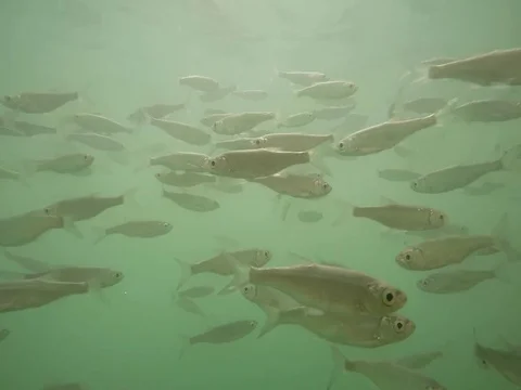 Shoal of fish. Stock Footage 77379046