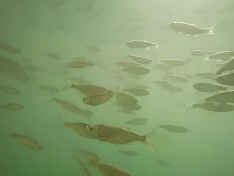 Shoal of fish. Stock Footage 77379231