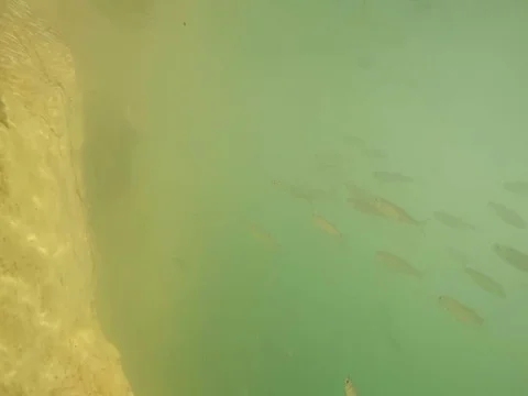 Shoal of fish. Stock Footage 77379278