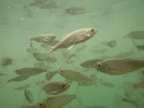 Shoal of fish. Stock Footage 77379371