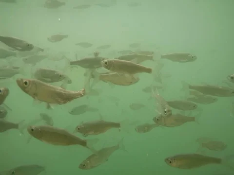 Shoal of fish. Stock-Footage 77379425