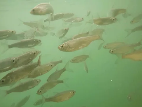 Shoal of fish. Stock Footage 77379457