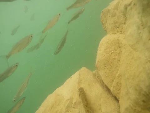 Shoal of fish. Stock Footage 77379517