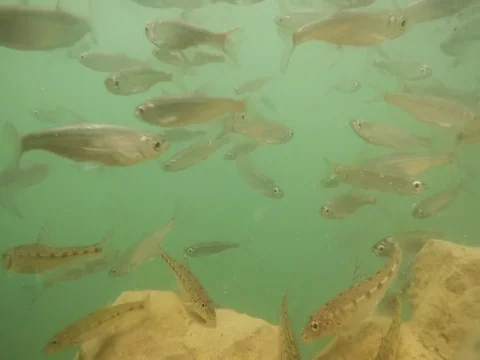 Shoal of fish. Stock-Footage 77379713