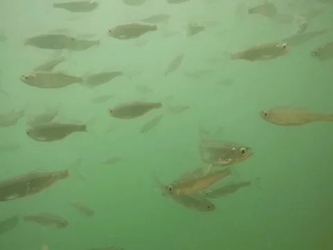 Shoal of fish. Stock-Footage 77379748