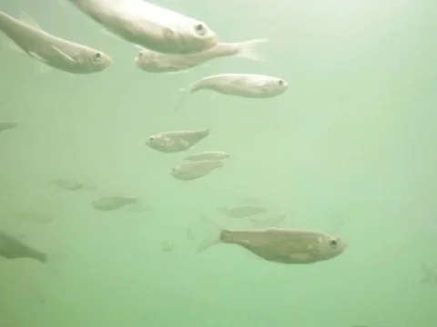 Shoal of fish. Stock-Footage 77379847