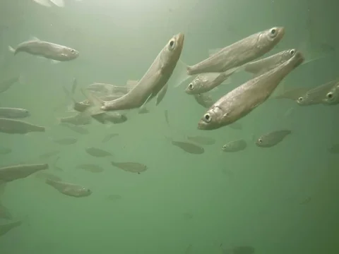 Shoal of fish. Stock Footage 77379860