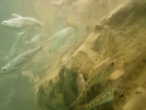 Shoal of fish. Stock Footage 77379894