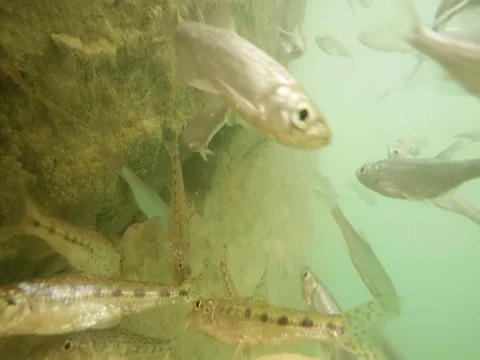 Shoal of fish. Stock Footage 77379972