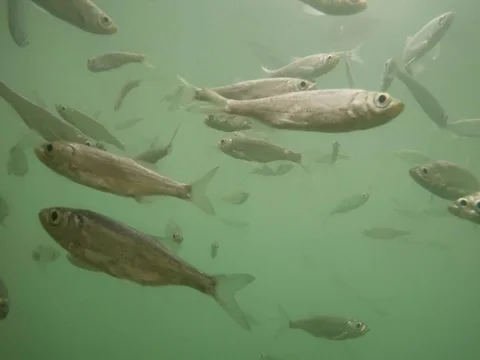 Shoal of fish. Stock Footage 77380118