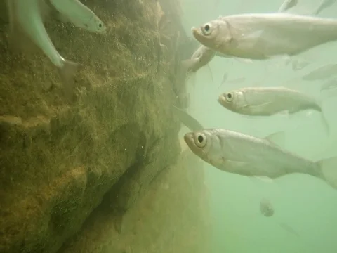 Shoal of fish. Stock Footage 77380161