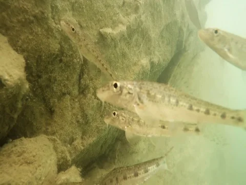 Shoal of fish. Stock Footage 77380246