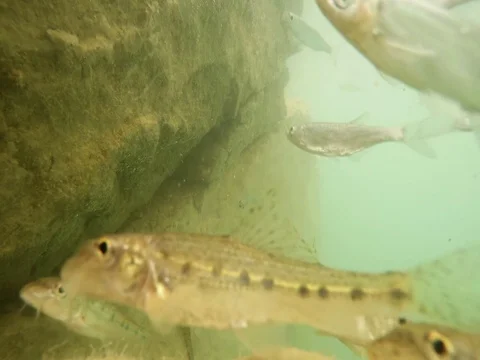 Shoal of fish. Stock Footage 77380258