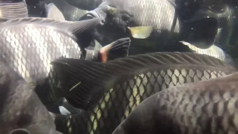 Shoal of fish Stock Footage 93542401