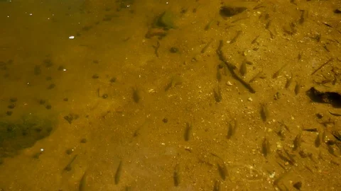 Shoal fish Vídeo Stock 117338665