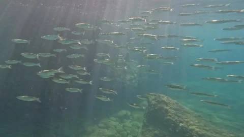 Shoal of fish in greece Stock Footage 257546649