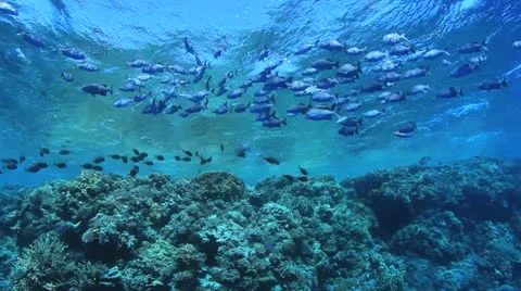 Shoal of fish ner the surface Stockbeeldmateriaal 22704877