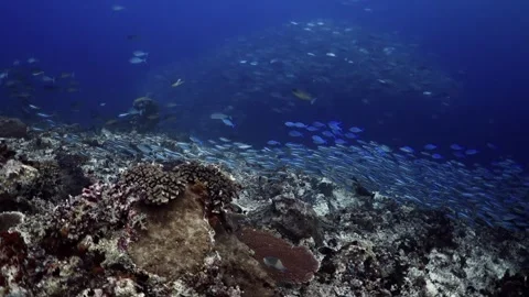 Shoal, Fish, Ocean, Reef Stock Footage 298373603