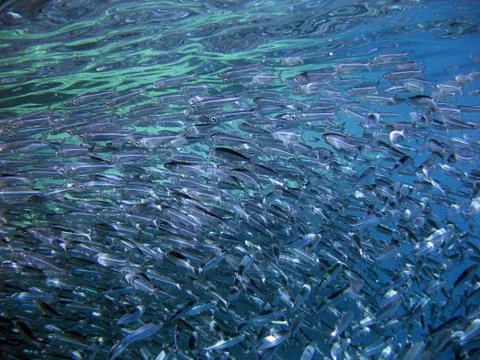 Shoal of fish Stock Photos