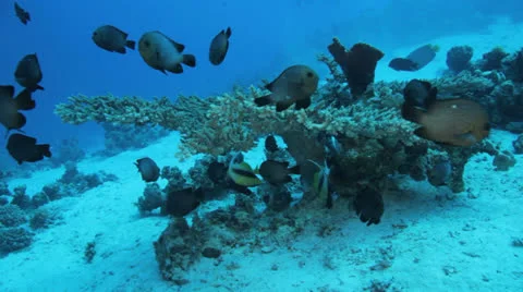 Shoal of fish at the seabed Stock Footage 22734556