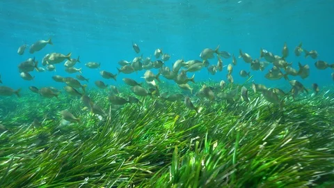 Image result for seagrass