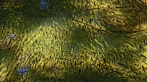 Shoal of fish in the shade Stock Footage 46061457