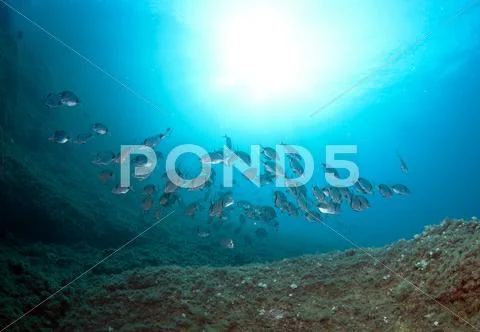 Shoal of fish swim together to find food Stock Photos