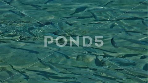 Shoal of fish swimming abstract Stock Photos
