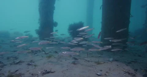 Shoal Of Fish Swims Under The Rye Pier, Australia Video stock 331620646