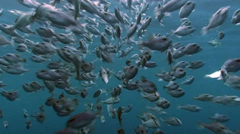 Shoal of fish under surface Stock Footage 42900982