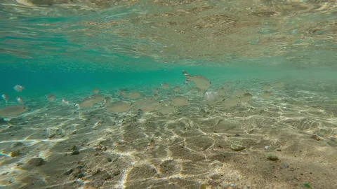 Shoal of Flagtail fish swim below surface in surf zone with of Silversides Video stock 337450357