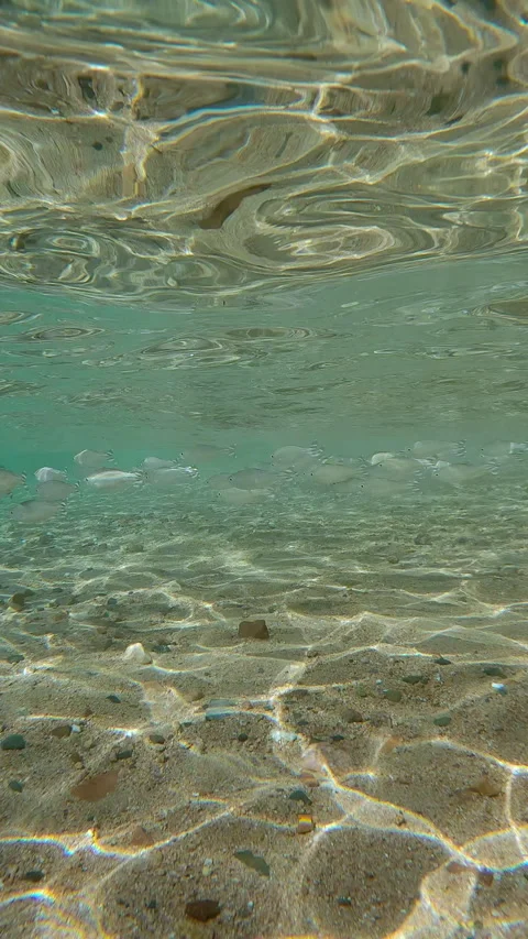 Shoal of Flagtail fish swims in surf zone above sandy-stoned seafloor on sunny Video stock 331305985