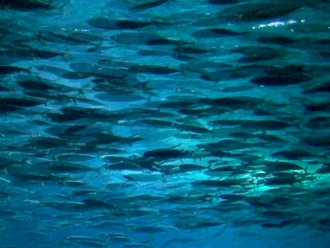 Shoal Stock Footage 490389