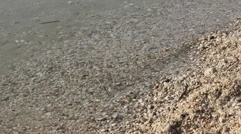 Shoal 動画素材 8621524