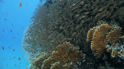 Shoal of glass fish gathered on the reef Stock Footage 22730341