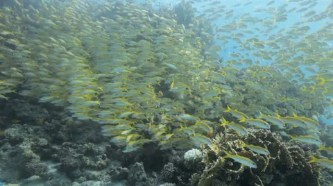 Shoal of goal fish Stockbeeldmateriaal 22715280