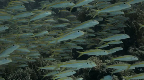 Shoal of goat fish Stock Footage 22714975