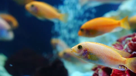 Shoal of goldfish swim in aquarium Stock Footage