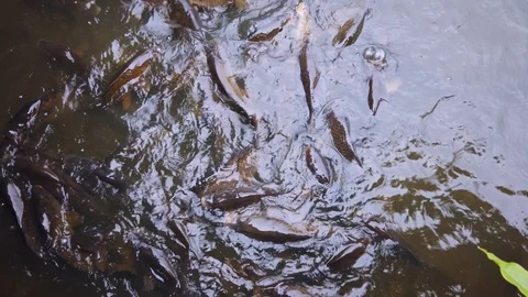 A shoal of Grass carp jostling for bread Video stock 112679152