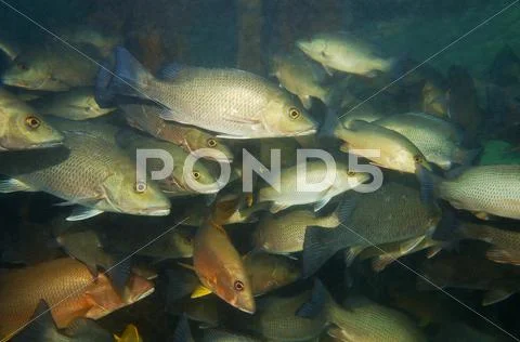 Shoal of gray snapper fish under a dock caribbean Stock Photos