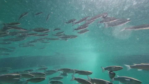 A shoal of grey mullets. Stock Footage 278977375