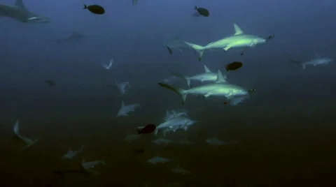 Shoal of hammerhead sharks Stock Footage 42987393