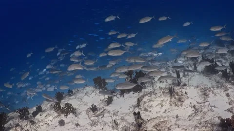 Shoal of Jackfish 2 Stock Footage 231066629