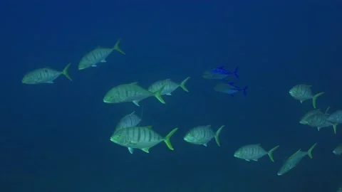 Shoal of Jackfish 4 Stock Footage 231928261