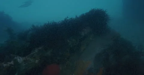 Shoal Of Krill Under The Jetty Stock Footage 316766223