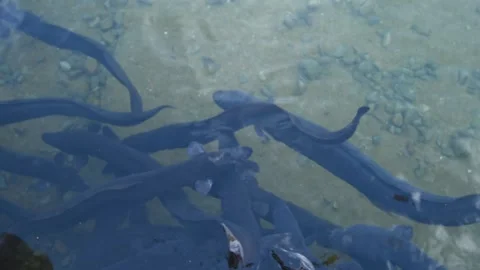 A shoal of large eels, Nelson Lakes National Park, New Zealand. Stock Footage 145995779