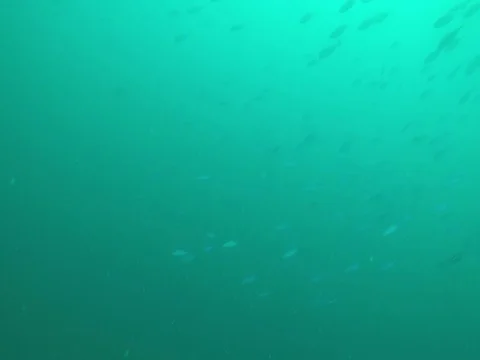 Shoal of Many Small Fish Passing in Maldives Vídeos de archivo 81090944