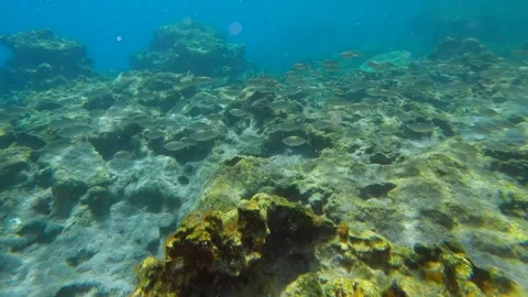 Shoal of Marbled Spinefoot fish (Siganus rivulatus) swim over rocky sea bottom Stock Footage 259299662