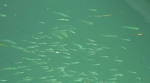 Shoal of Marina Fish Stock Footage 1060540