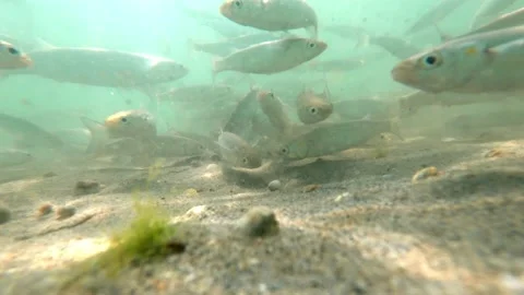Shoal of mullets or grey mullets swimming like crazy looking for food. Stock Footage 139695019